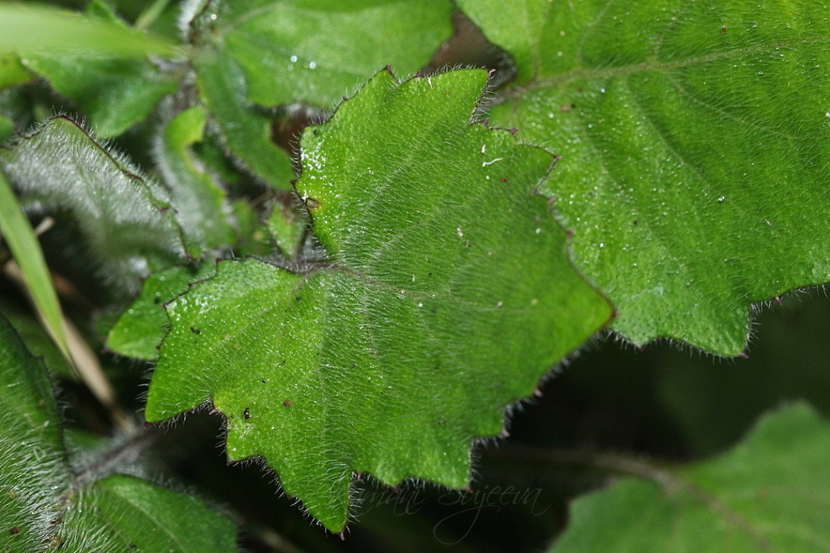 Gynura lycopersicifolia DC.